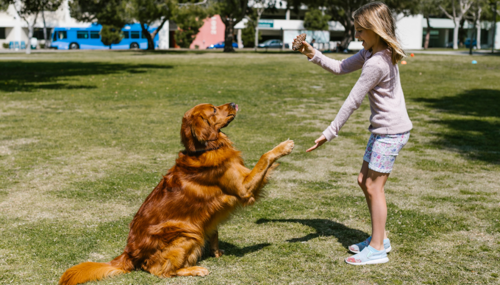 dog socialization